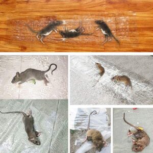 Invisible And Transparent Rat Killing Magic Carpet Rodents Moles Trap Rat Mice Trap Clear Invisible Mouse Glue Trap