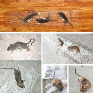 Invisible And Transparent Rat Killing Magic Carpet Rodents Moles Trap Rat Mice Trap Clear Invisible Mouse Glue?Trap